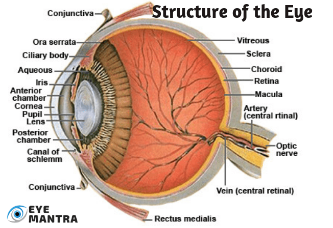 Eye Anatomy: The Structures of the Eye and Their Functions