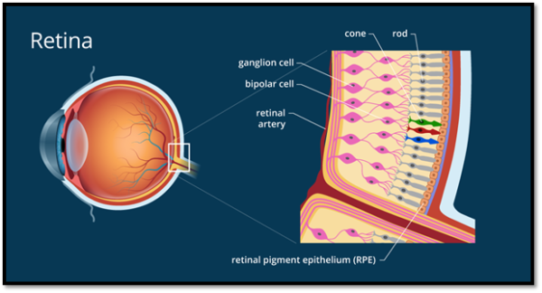 "Retina": A Detailed And Comprehensive Study Of It