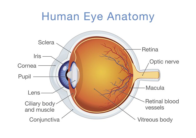 All About How We See Things And What Structure Allows Them To Happen 